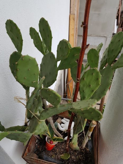 Feigenkaktus - Cactusi2018