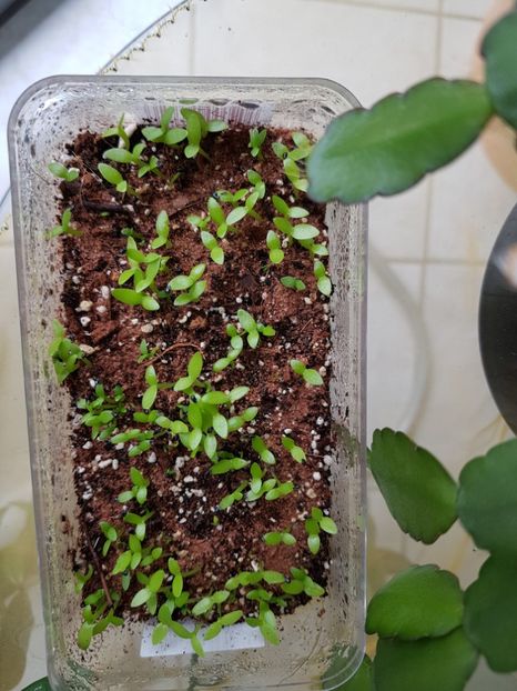 Pitaya - Cactusi2018