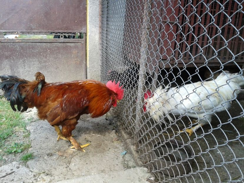  - 08_Gainet_15_iulie_2017