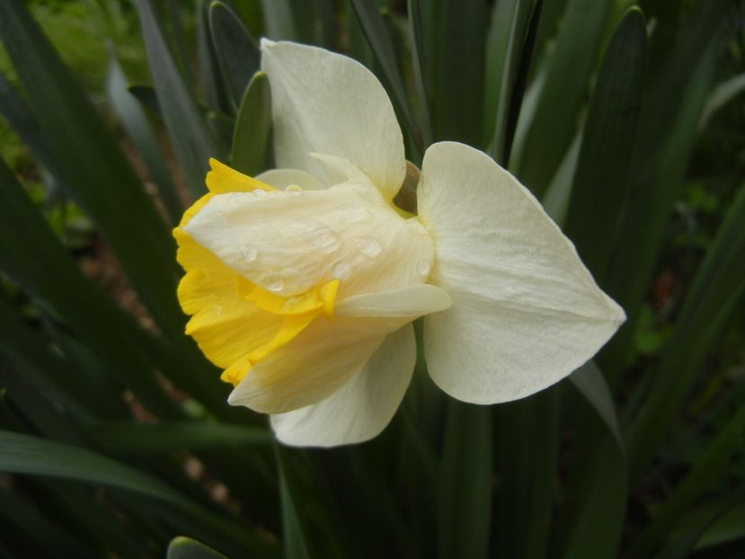 Narcissus Salome (2018, April 06) - Narcissus Salome