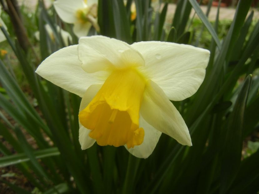 Narcissus Salome (2018, April 06) - Narcissus Salome