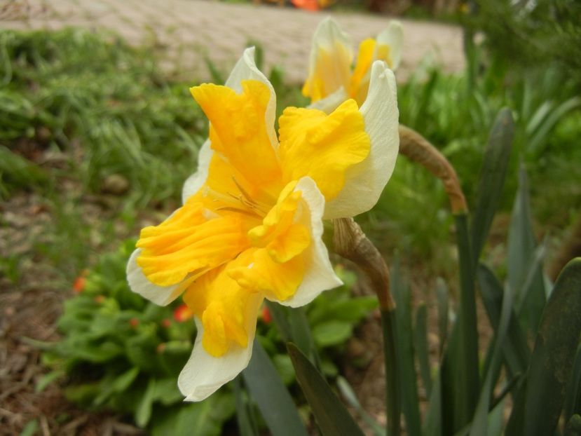 Narcissus Sovereign (2018, April 06) - Narcissus Sovereign