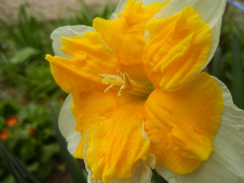 Narcissus Sovereign (2018, April 06) - Narcissus Sovereign