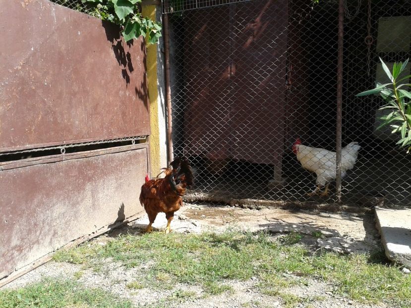  - 08_Gainet_15_iulie_2017