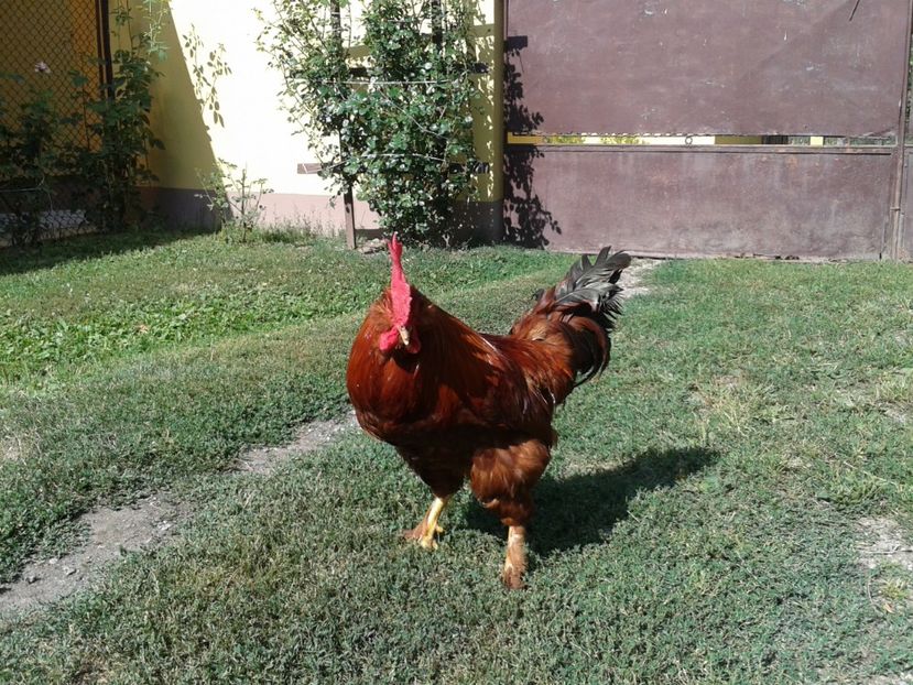  - 08_Gainet_15_iulie_2017