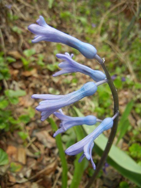 Hyacinth multiflora Blue (2018, April 06) - Hyacinth multiflora Blue