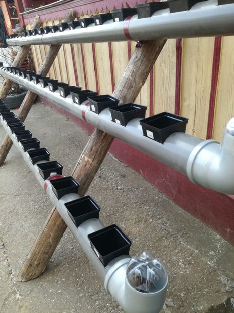  - Inventie 2018 CAPSUNI LA TUB