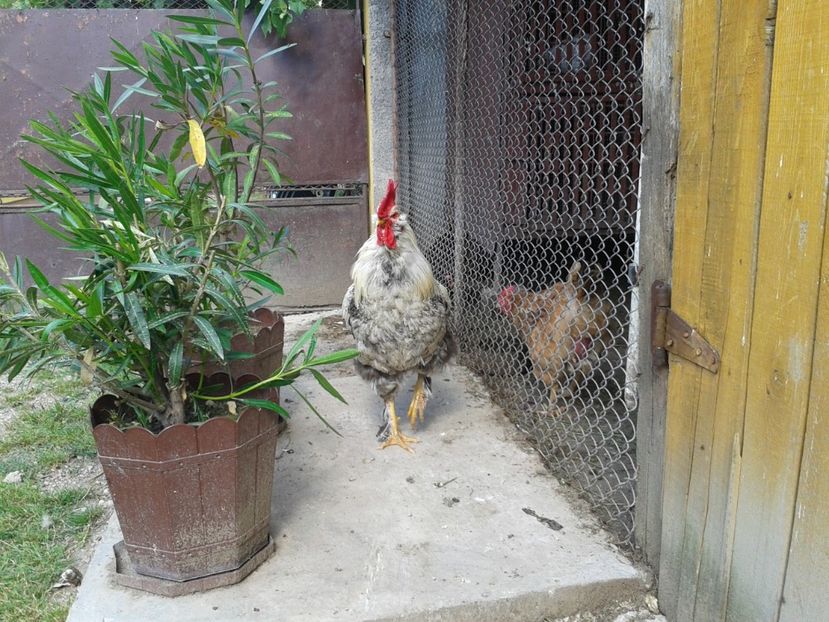  - 08_Gainet_15_iulie_2017