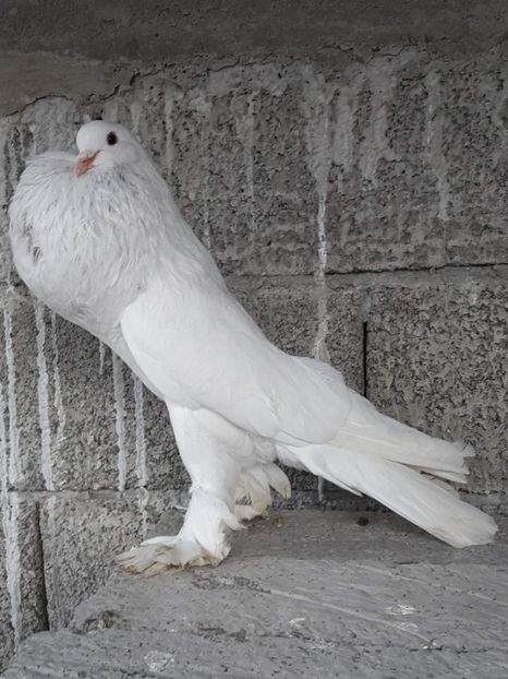 received_373455503132814 - GUSATI DE POMERANIA