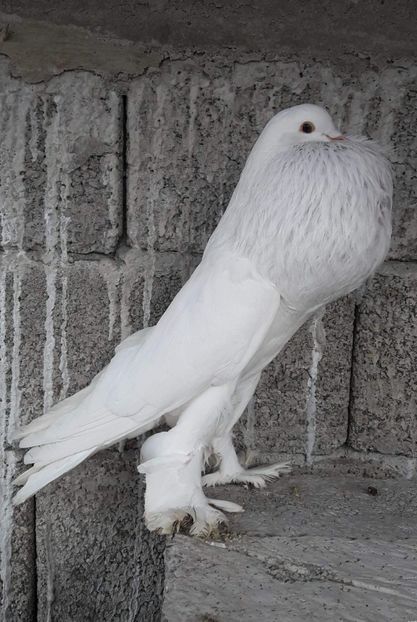 received_373455496466148 - GUSATI DE POMERANIA