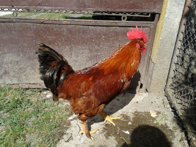  - 08_Gainet_15_iulie_2017