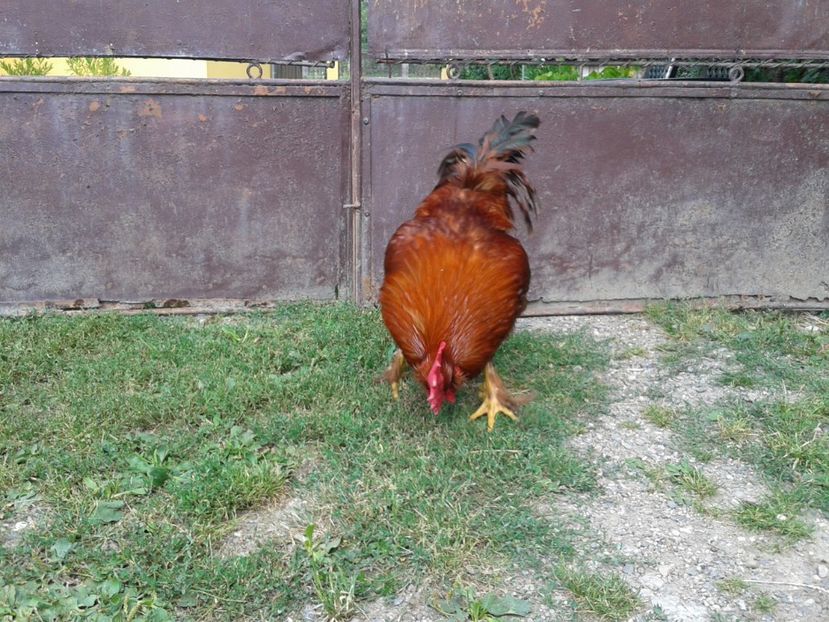  - 08_Gainet_15_iulie_2017