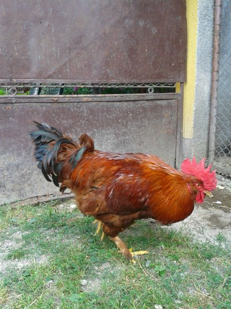  - 08_Gainet_15_iulie_2017