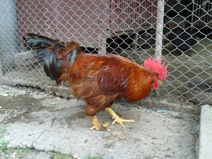  - 08_Gainet_15_iulie_2017