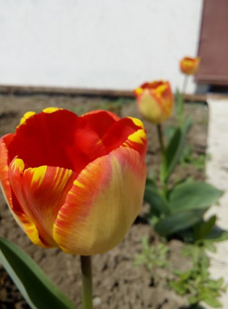 15 aprilie - gradina 2018