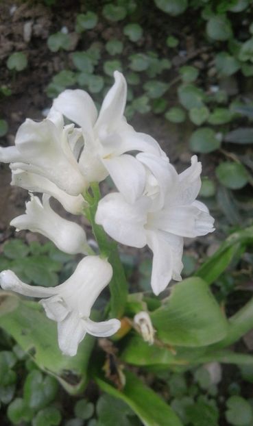 30265411_766957363503904_6622943671849320448_o - primavara2018