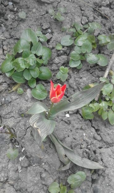 30412030_766957623503878_9220435997211230208_o - primavara2018