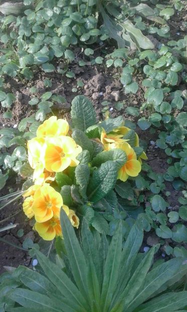 30412413_766957330170574_44164384200589312_o - primavara2018