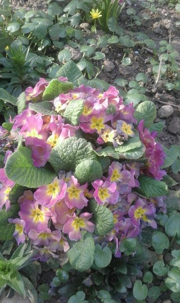 30415267_766957243503916_2571905487192719360_o - primavara2018