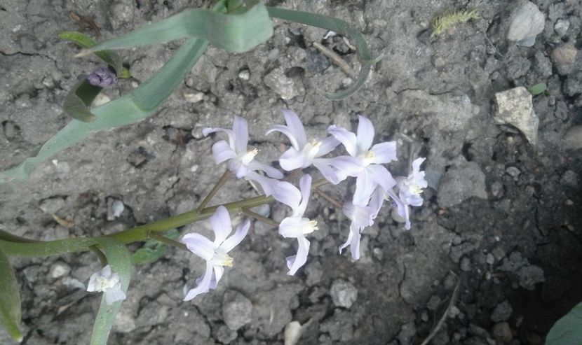 30441223_766957466837227_602681446041124864_o - primavara2018