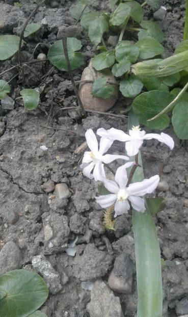 30516166_766957530170554_7054061309221928960_o - primavara2018