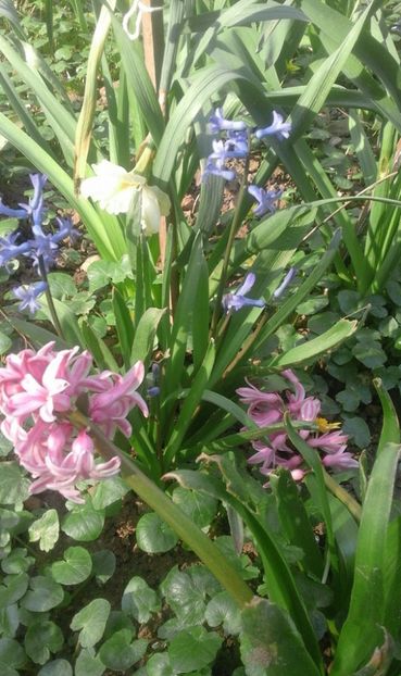 30531256_766957423503898_3302697050235207680_o - primavara2018