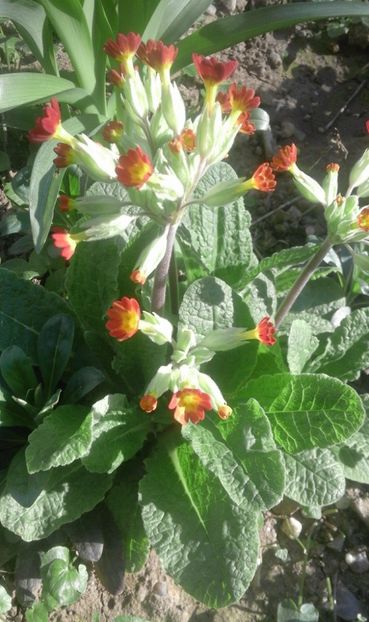 30698076_769456953253945_388838413102481408_o - primavara2018