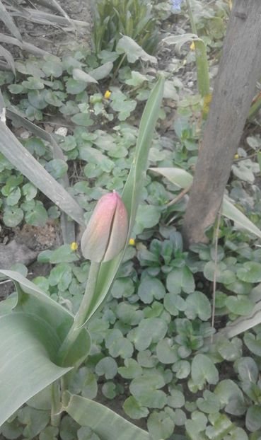 30698546_769456743253966_5011388315081900032_o - primavara2018