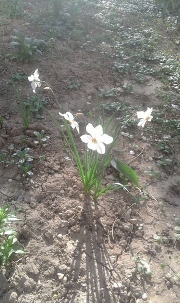 30698720_769456689920638_514251943476985856_o - primavara2018