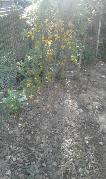 30707338_769456606587313_1116165122948071424_o - primavara2018