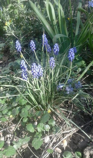 30708560_769455526587421_3689319273097854976_o - primavara2018