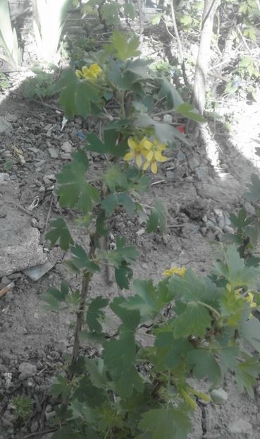 30709206_769457013253939_8836458804188020736_o - primavara2018