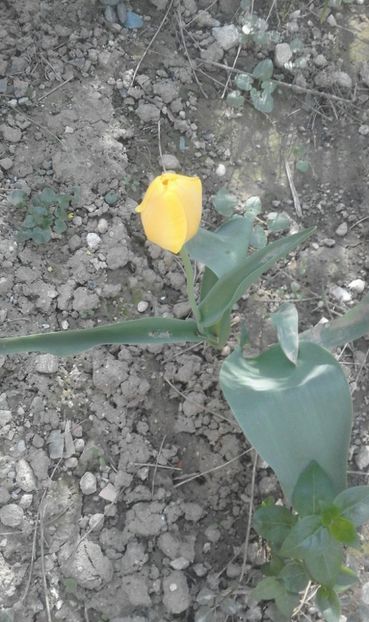 30709464_769455429920764_4136741452434636800_o - primavara2018