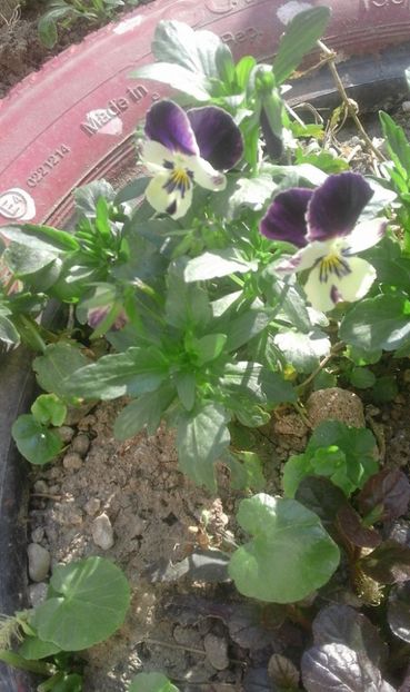 30711098_769456879920619_5294942893482442752_o - primavara2018