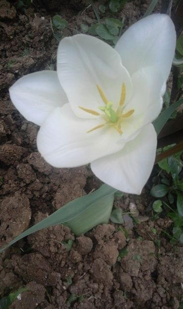 30725089_770101129856194_561213962000007168_o - primavara2018