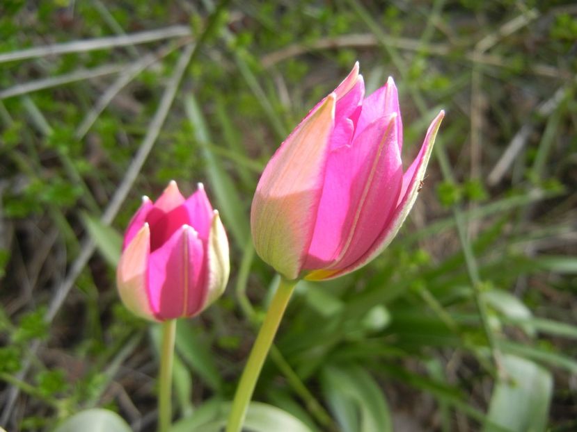 Tulipa Persian Pearl (2018, April 07) - Tulipa Persian Pearl