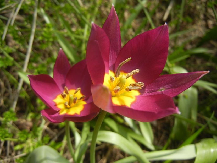 Tulipa Persian Pearl (2018, April 07) - Tulipa Persian Pearl