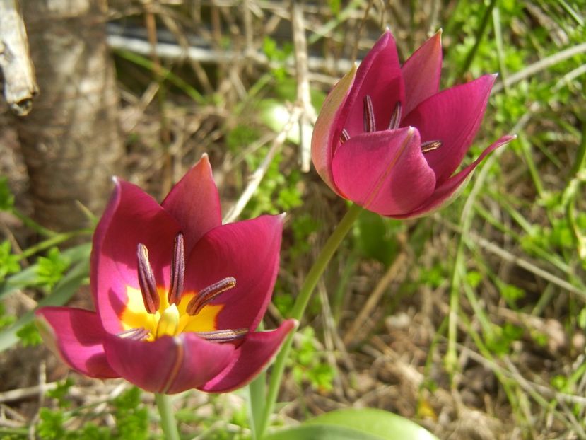 Tulipa Persian Pearl (2018, April 07) - Tulipa Persian Pearl