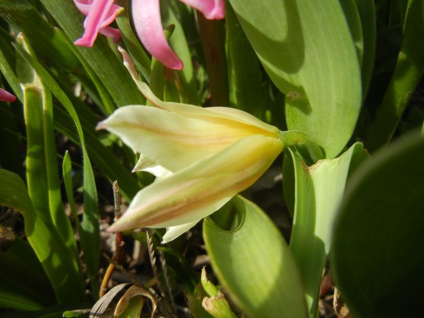 Tulipa Quebec (2018, April 07) - Tulipa Quebec