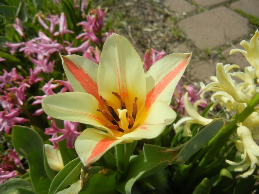 Tulipa Quebec (2018, April 07) - Tulipa Quebec