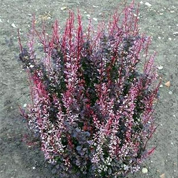 berberis rosy rocket 30 - ARBUSTI DE VANZARE  1