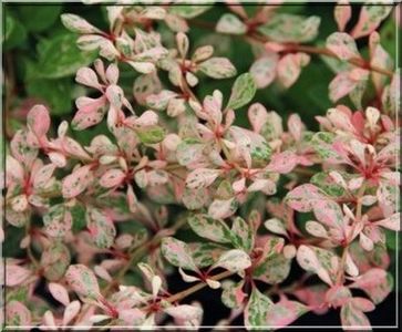 berberis-thunbergii-natasza_30 - ARBUSTI DE VANZARE  1