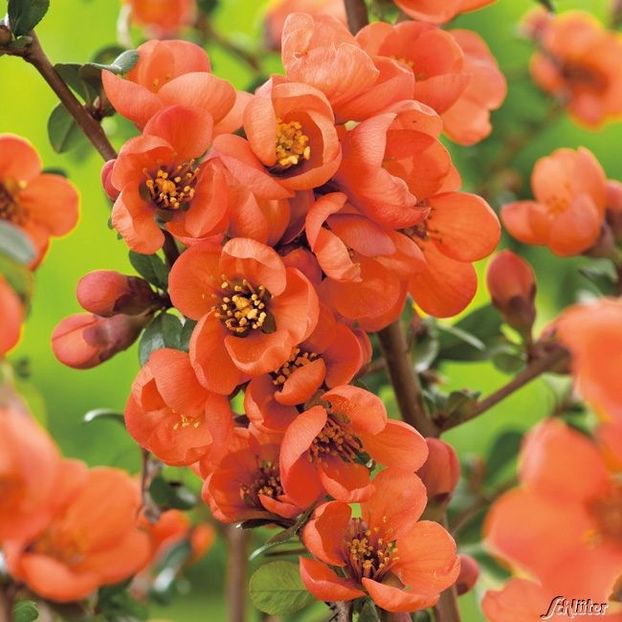 Chaenomeles-x-superba-Orange-Trail  20 - ARBUSTI DE VANZARE  1