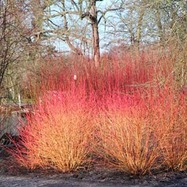cornus_alba_midwinter_fire__20 - ARBUSTI DE VANZARE  1