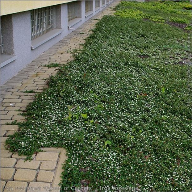 cotoneaster queen of carpet 20 - ARBUSTI DE VANZARE  1