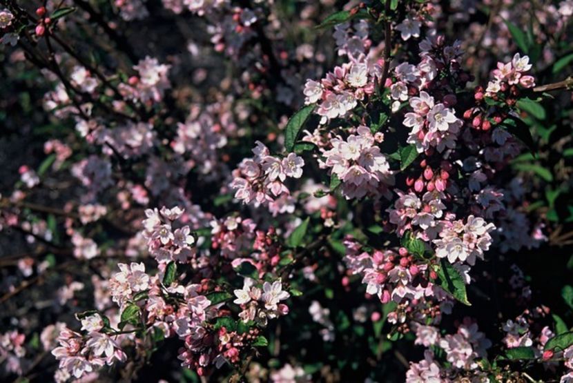 deutzia kalmiiflora 20 - ARBUSTI DE VANZARE  1