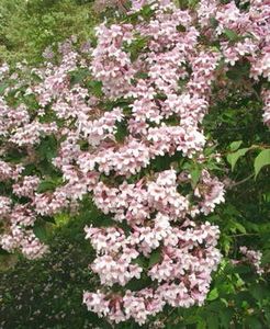 kolkwitzia_amabilis_20 - ARBUSTI DE VANZARE  1