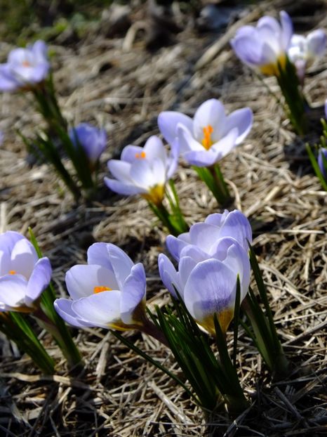  - 2018_01_Flori de primavara