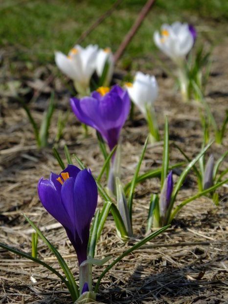  - 2018_01_Flori de primavara