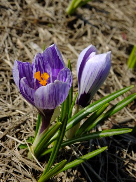  - 2018_01_Flori de primavara